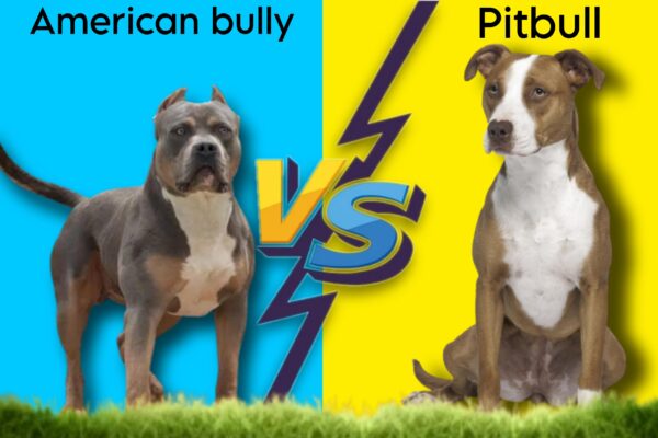 AMERICAN BULLY VS PITBULL COMPARISON