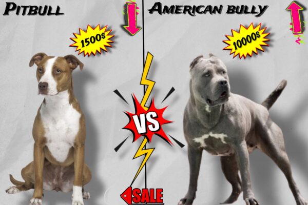 AMERICAN-BULLY-vs-PITBULL-COMPARISON