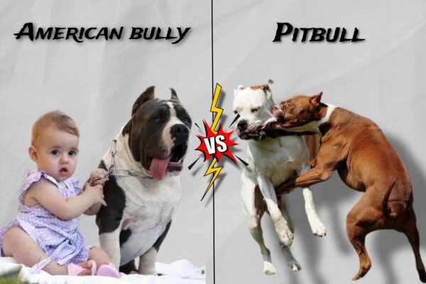 AMERICAN-BULLY-vs-PITBULL-COMPARISON