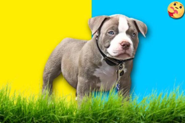  American-Bully-Puppy