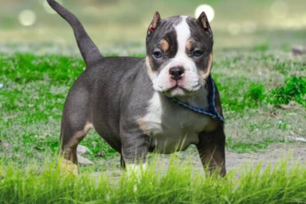 American-Bully-Puppy