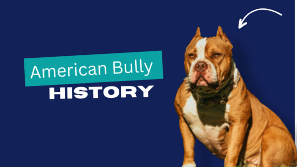 History-of-american-bully-breed