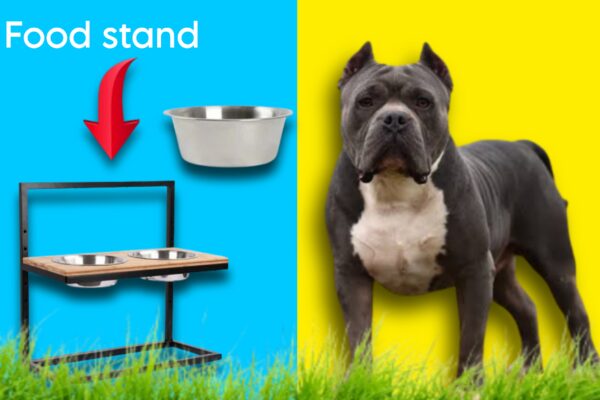 American-bully-food-stand