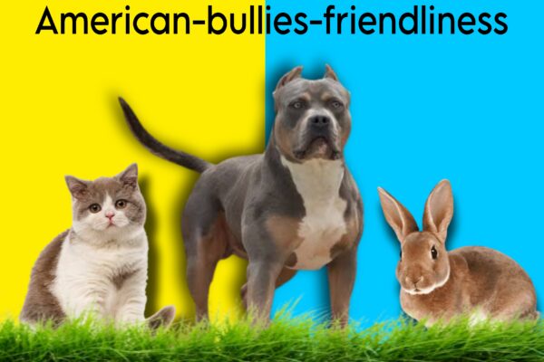 American-bully-friendliness-after-getting-a-new-pet-in-the-family