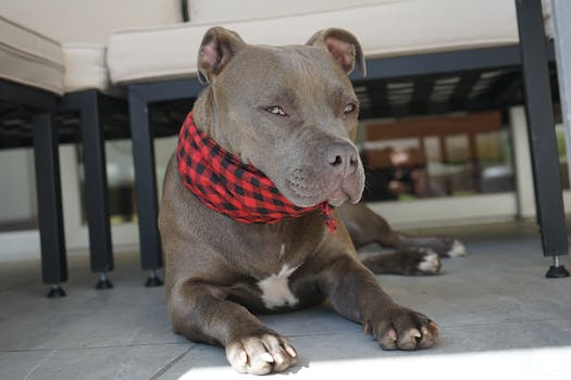  American-bully-dogs-are-perfect-apartment-companions