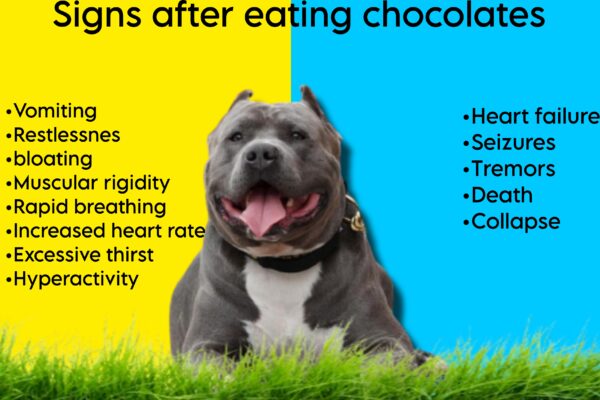 Symptoms-of-chocolate-toxicity-in-American-bully-breed