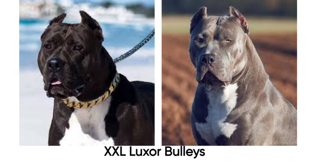 XXL-Luxor-Bulleys.jpg
