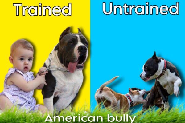 american-bully-trained-untrained