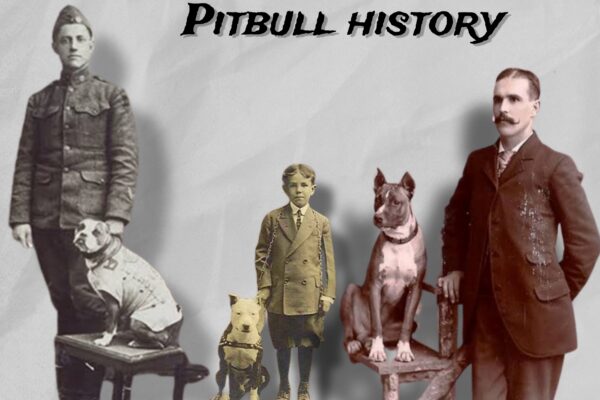 pitbull-history