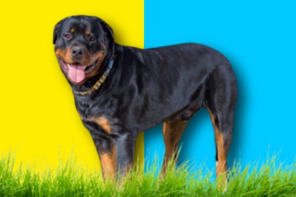 American-Rottweilers