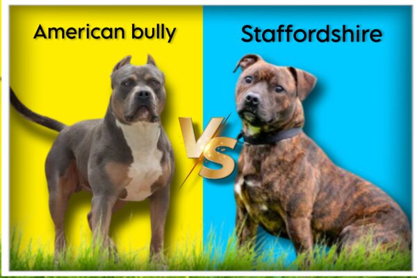  American-bully-vs-Staffordshire-Bull-Terriers