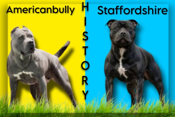 American-bully-vs-Staffordshire-terrier_-History-and-origin