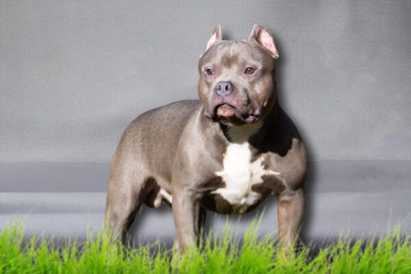 Classic American bully