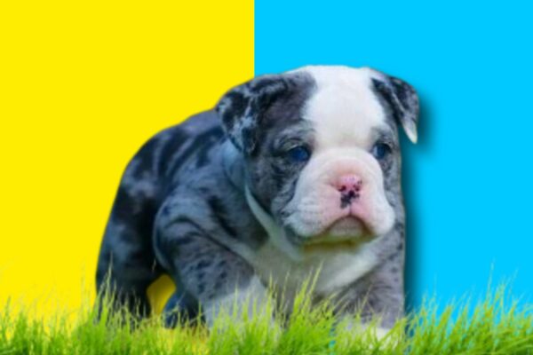 Cryptic-Merle-American-bully