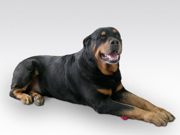  German-Rottweiler