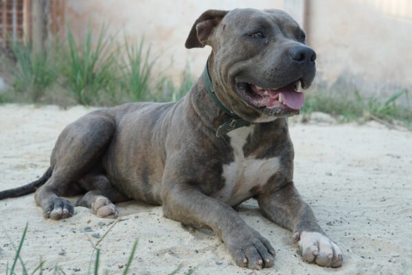 Can-an-American-bully-be-a-great-guard-dog