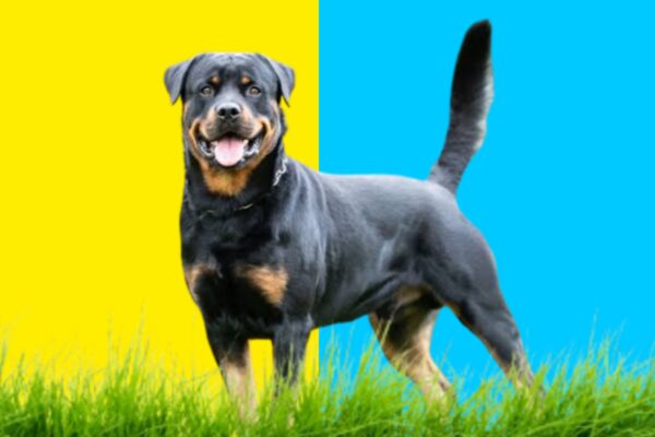 Roman-Rottweilers