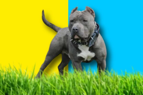 Solid-Blue-American-bully