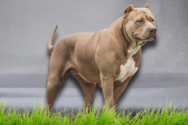 XXL American bully