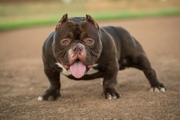 pocket-american-bully