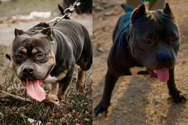 train-your-American-bully-pet