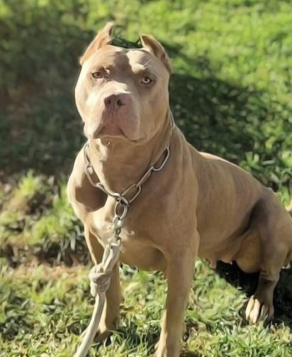 AMERICAN BULLY XL