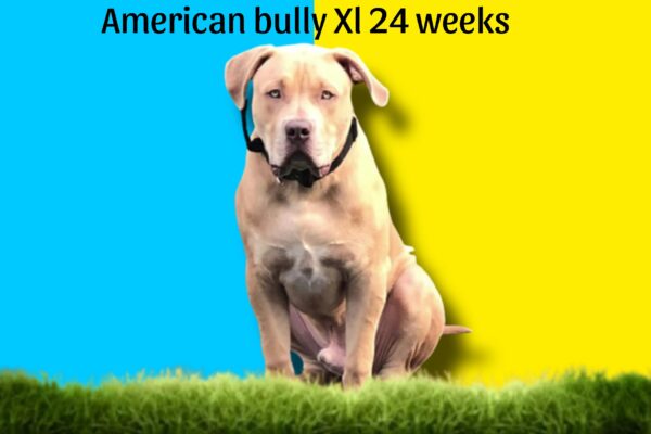 3–6 months American bully xl