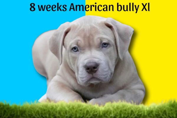 4-8 week American XL Bully