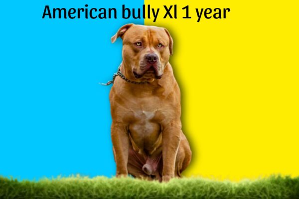 6–12 months American bully xl