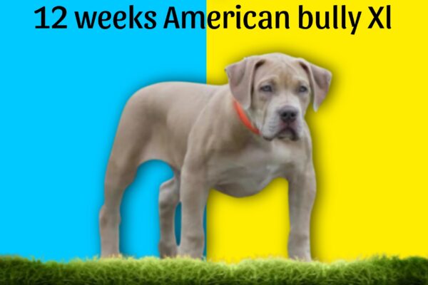 8-12 week American XL Bully