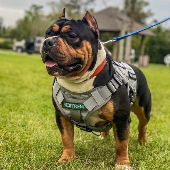 Black Tri American Bully