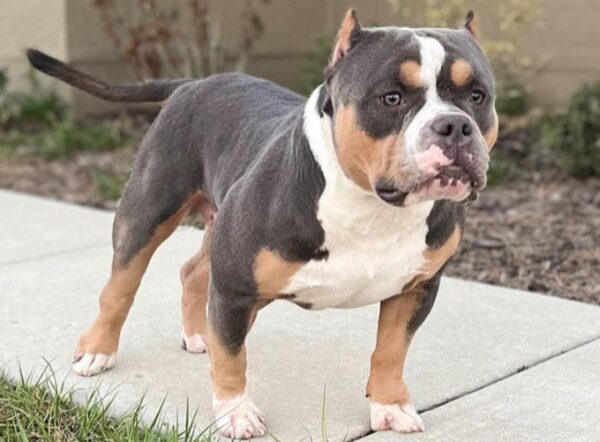 Blue Tri American Bully