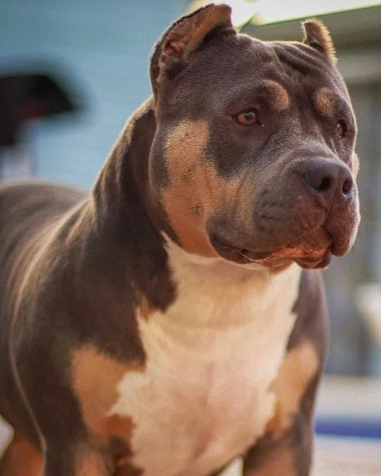 Choco tri color Bully