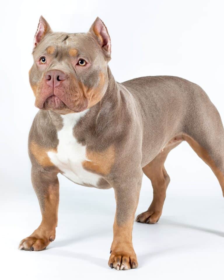 Lilac tri color Bully