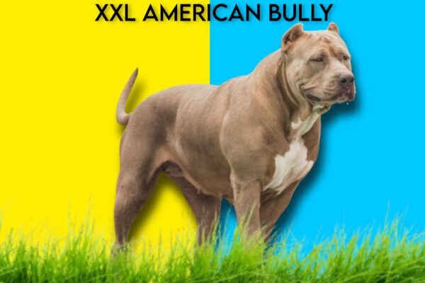 XXL American Bully