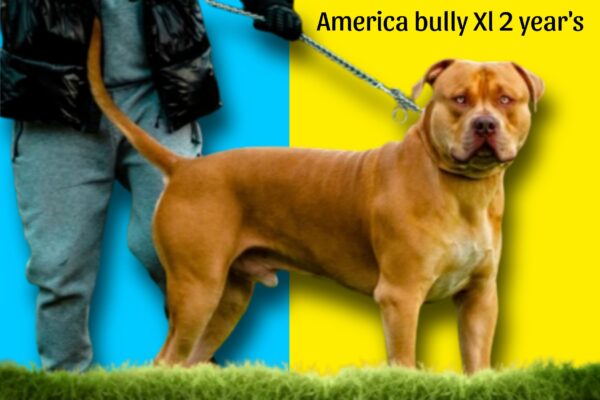 big size american bully xl