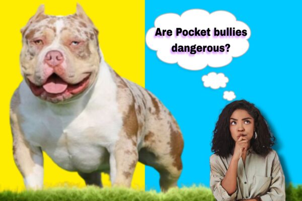 Are Pocket bullies dangerous