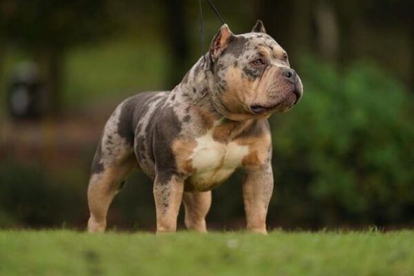 Pocket bully in garden