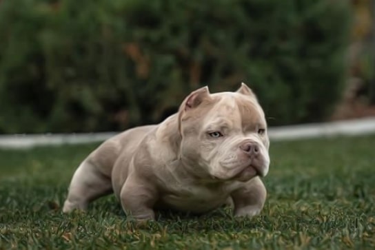 Exotic bully