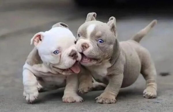 Two Micro Bully puppy