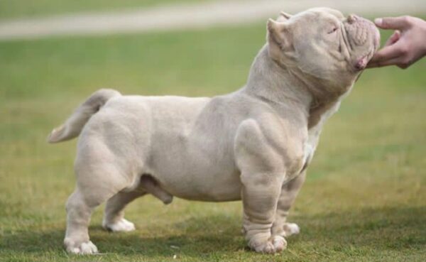 Physical features of the Micro bully