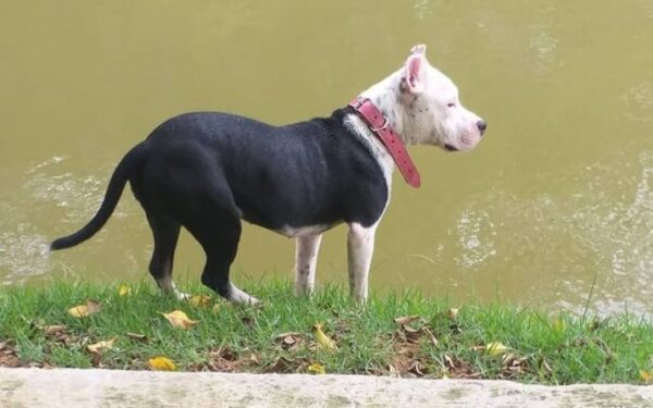 black and white colour classic american bully