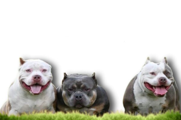 Show american bully ear cropping style