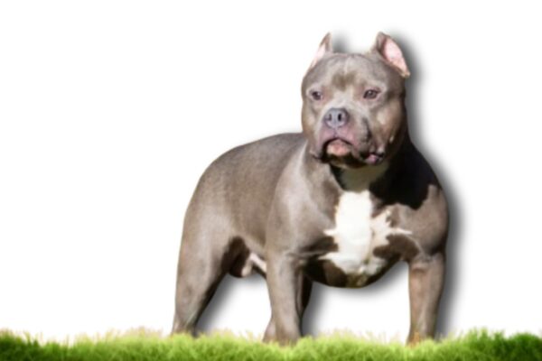 american bully Long cropping style