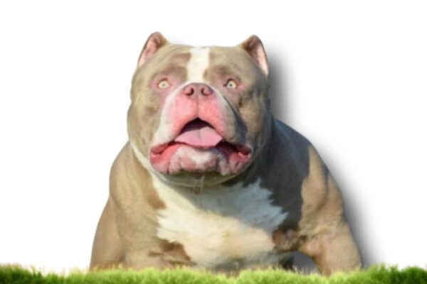 american bully Short ear cropping style