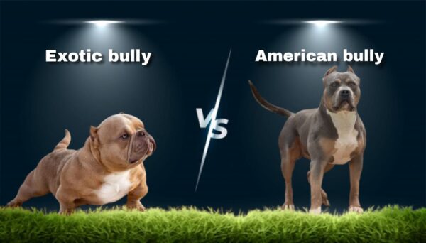 Exotic bully vs American bully