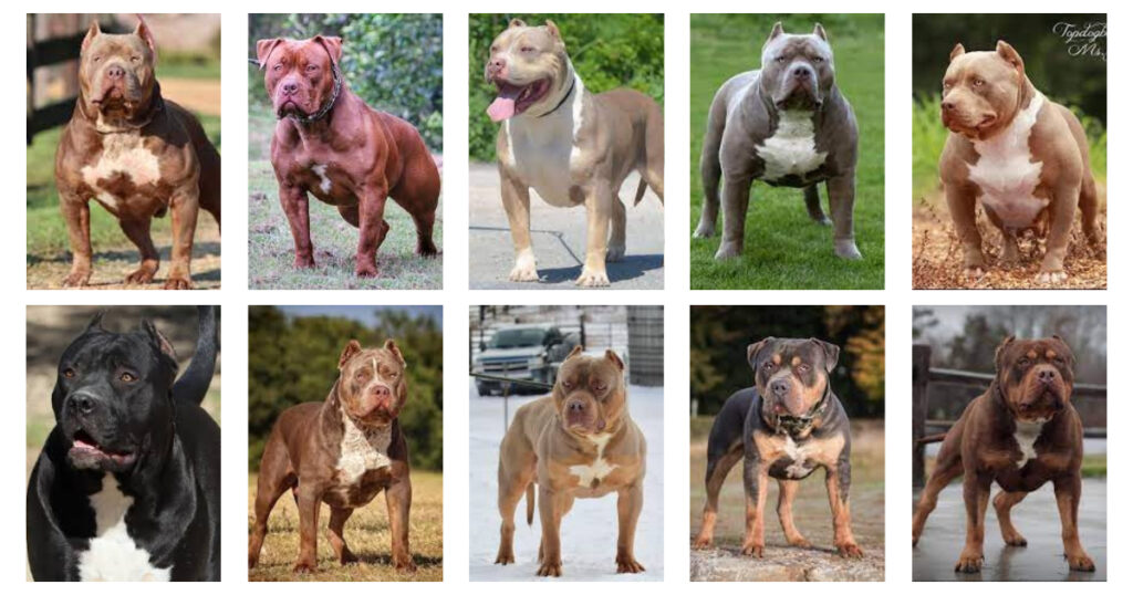 10 Types of American Bully Bloodlines (With Pictures)