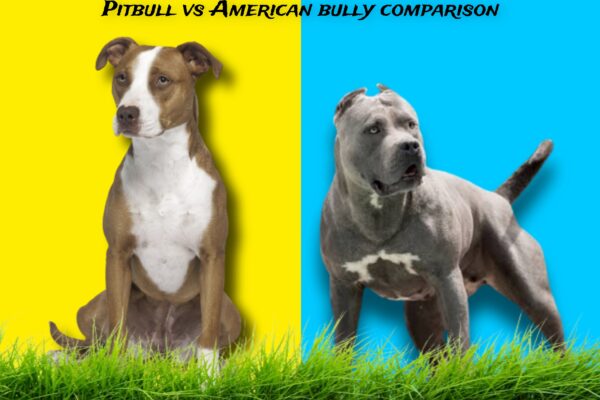 AMERICAN BULLY vs PITBULL COMPARISON