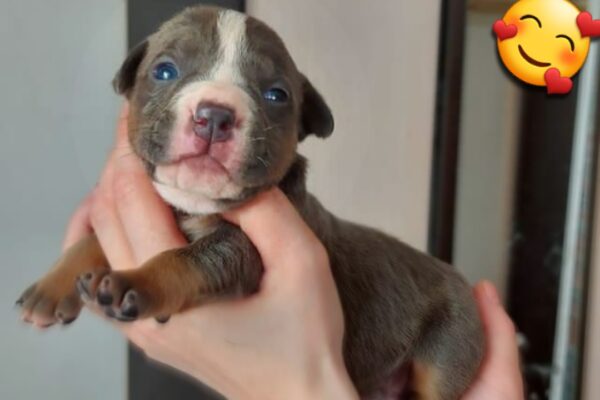 caring for your American bully puppy