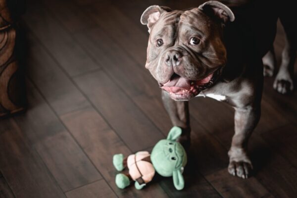 American bully with toy